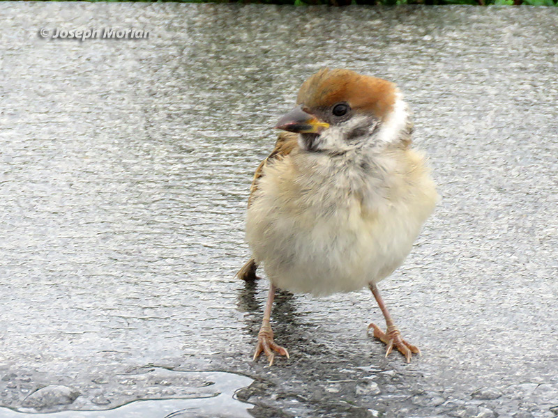 Eurasian Tree Sparrow (Passer montanus saturatus)