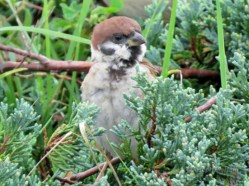 Eurasian Tree Sparrow (Passer montanus saturatus)