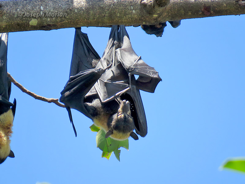 Spectacled Flying Fox (Pteropus conspicillatus)