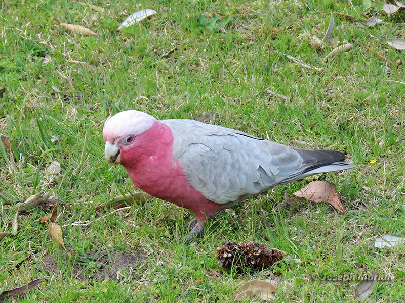 Galah (
Eolophus roseicapilla) 