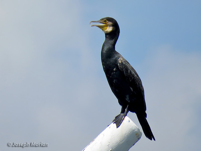 Great Cormorant (Phalacrocorax carbo) 