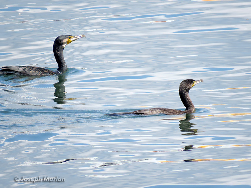 Great Cormorant (Phalacrocorax carbo) 