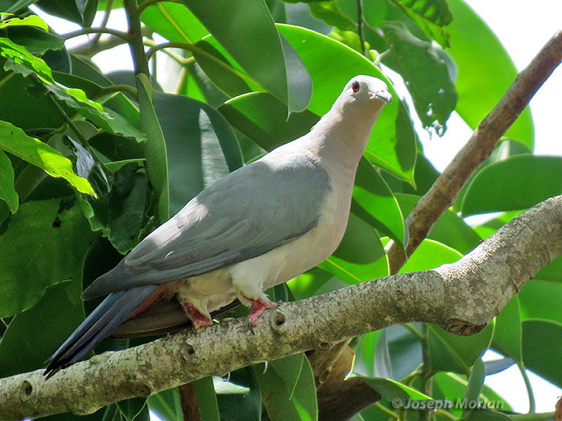 Island Imperial-Pigeon (
Ducula pistrinaria) 