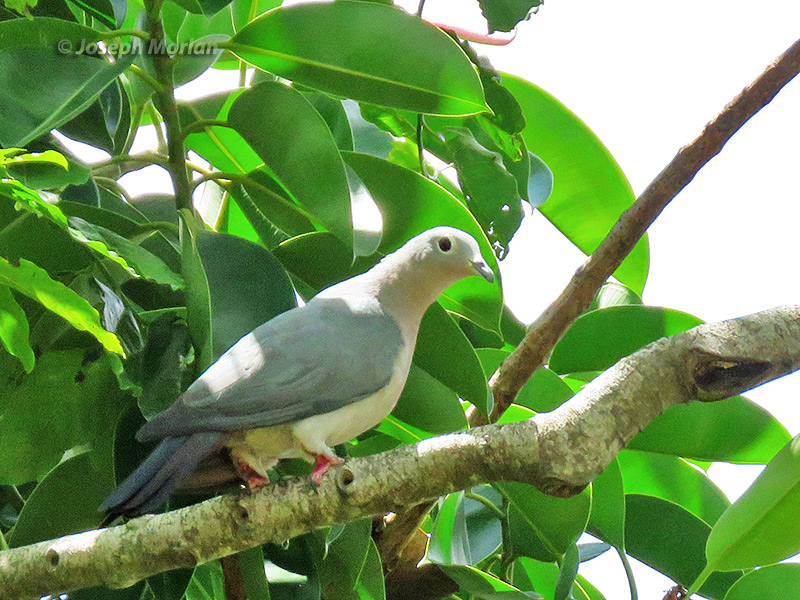 Island Imperial-Pigeon (
Ducula pistrinaria) 