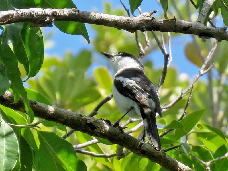 Long-tailed Triller (Lalage leucopyga)