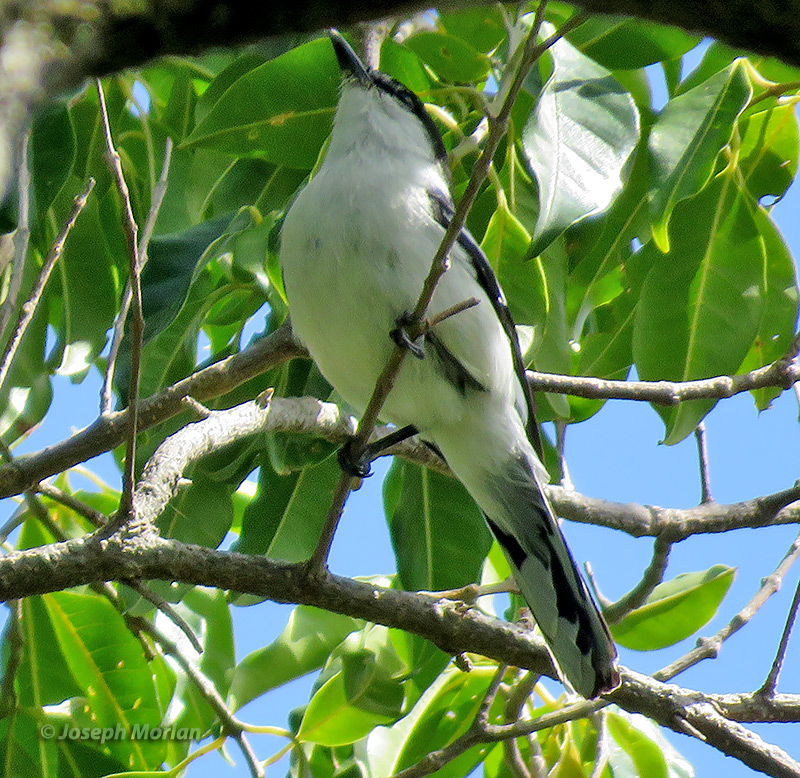 Long-tailed Triller (Lalage leucopyga)