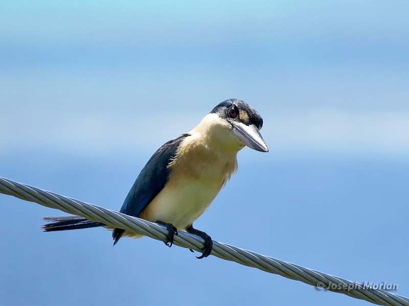 Melanesian Kingfisher (
Todiramphus tristrami alberti) 