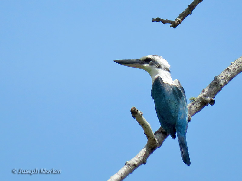 Mariana Kingfisher (Todiramphus albicilla albicilla)