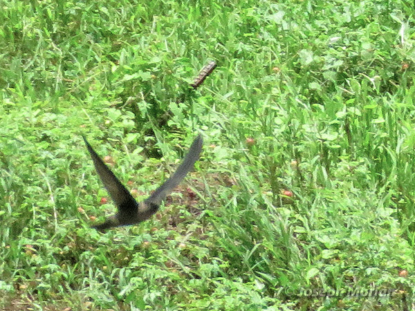 Mariana Swiftlet (
Aerodramus bartschi) 