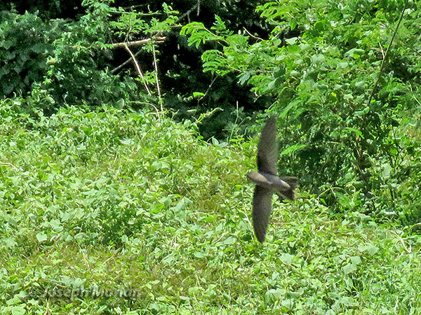 Mariana Swiftlet (
Aerodramus bartschi) 