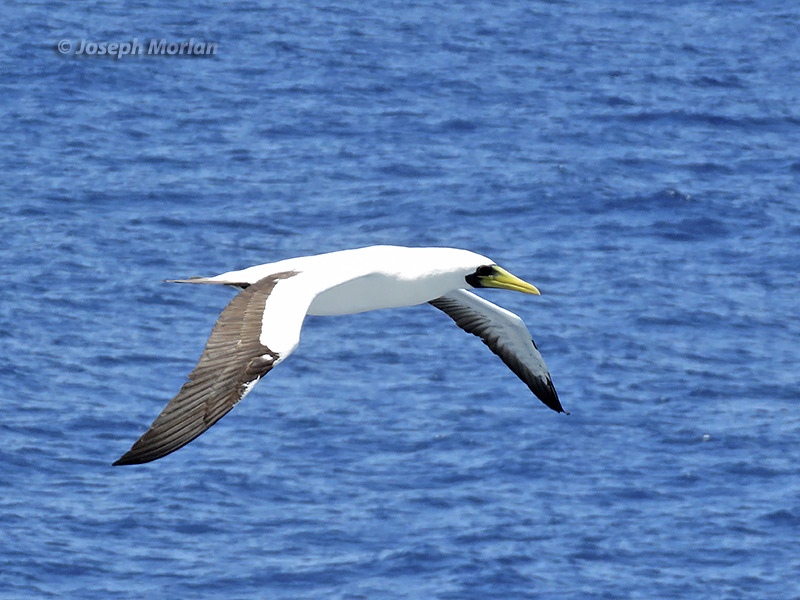 Masked Booby (Sula dactylatra personata)