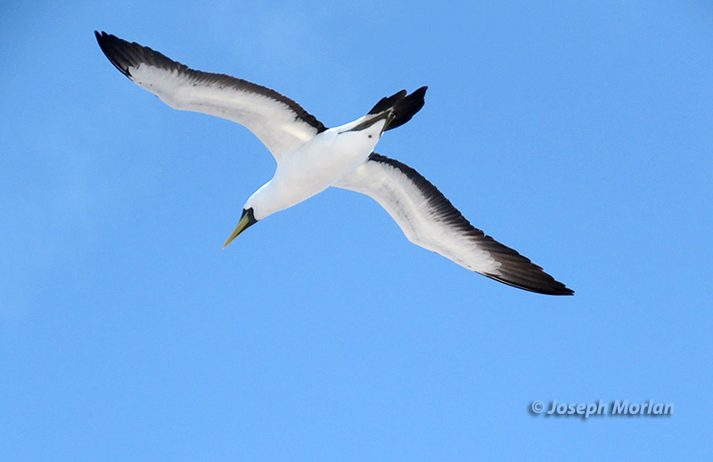 Masked Booby (Sula dactylatra personata)