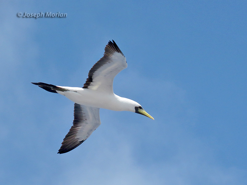 Masked Booby (Sula dactylatra personata)