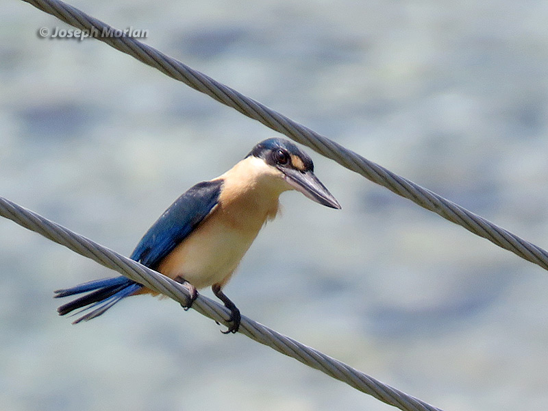 Melanesian Kingfisher (
Todiramphus tristrami alberti) 
