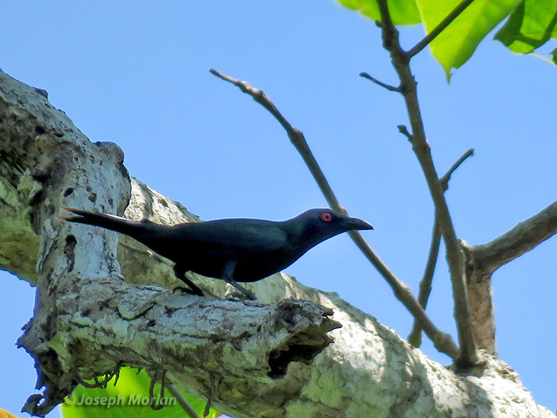 Metallic Starling (
Aplonis metallica) 