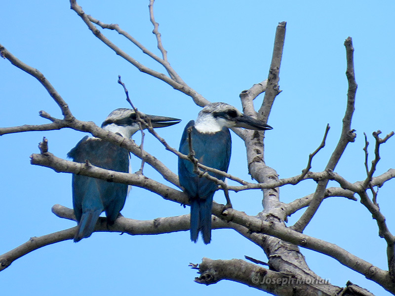 Mariana Kingfisher (Todiramphus albicilla albicilla)