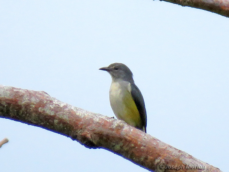 Midget Flowerpecker (
Dicaeum aeneum) 