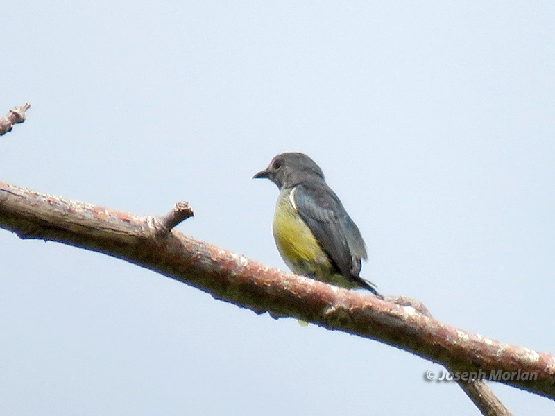 Midget Flowerpecker (
Dicaeum aeneum) 