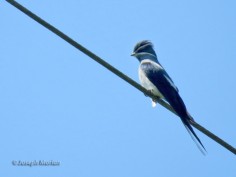 Moustached Treeswift (
Hemiprocne mystacea) 