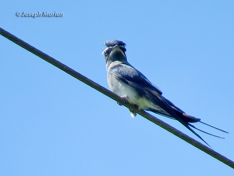 Moustached Treeswift (
Hemiprocne mystacea) 