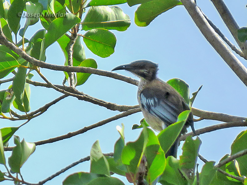 New Caledonian Friarbird (
Philemon diemenensis) 