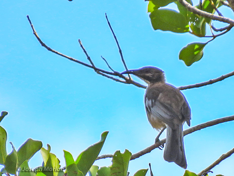 New Caledonian Friarbird (
Philemon diemenensis) 