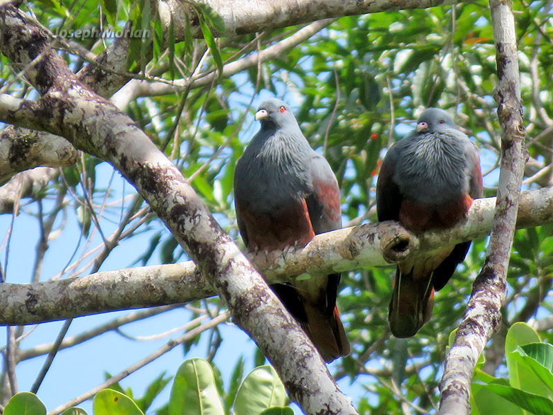 New Caledonian Imperial-Pigeon (Ducula goliath) 