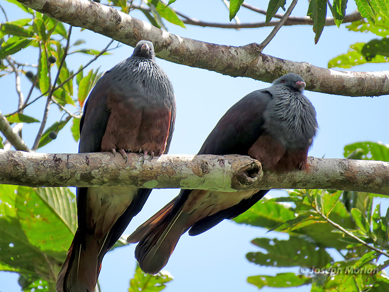 New Caledonian Imperial-Pigeon (Ducula goliath) 