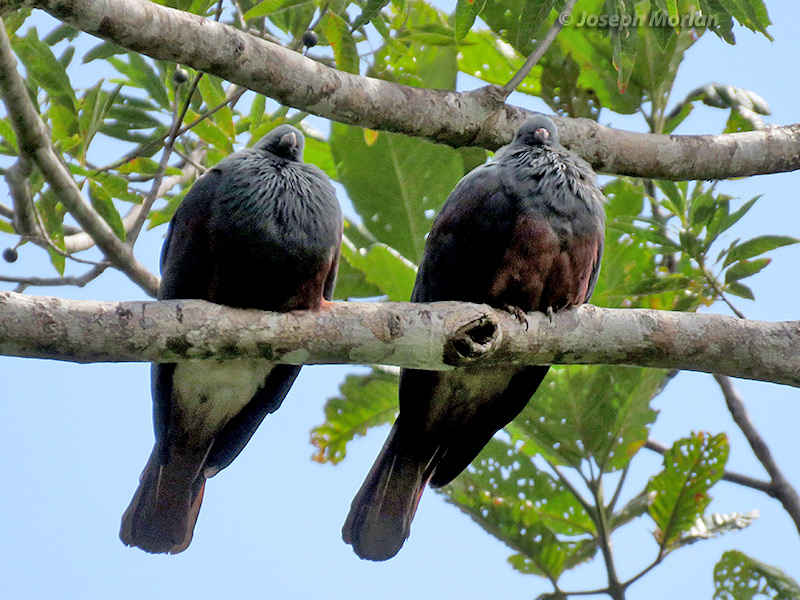 New Caledonian Imperial-Pigeon (Ducula goliath) 