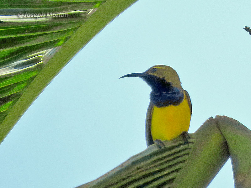 Olive-backed Sunbird (
Cinnyris jugularis) 