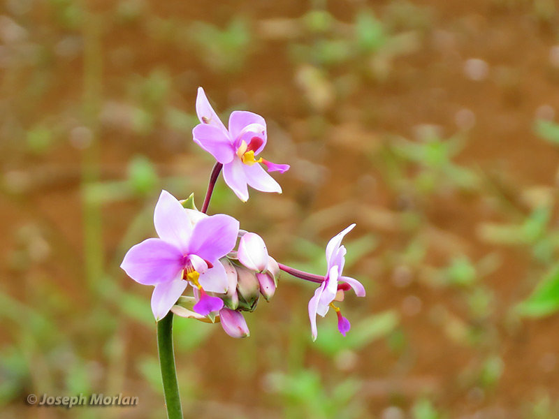 Philippine Ground Orchid (Spathoglottis plicata) 