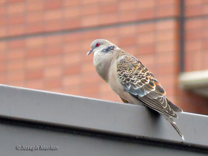 Oriental Turtle-Dove (Streptopelia orientalis orientalis)