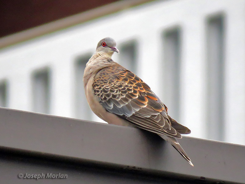 Oriental Turtle-Dove (Streptopelia orientalis orientalis)