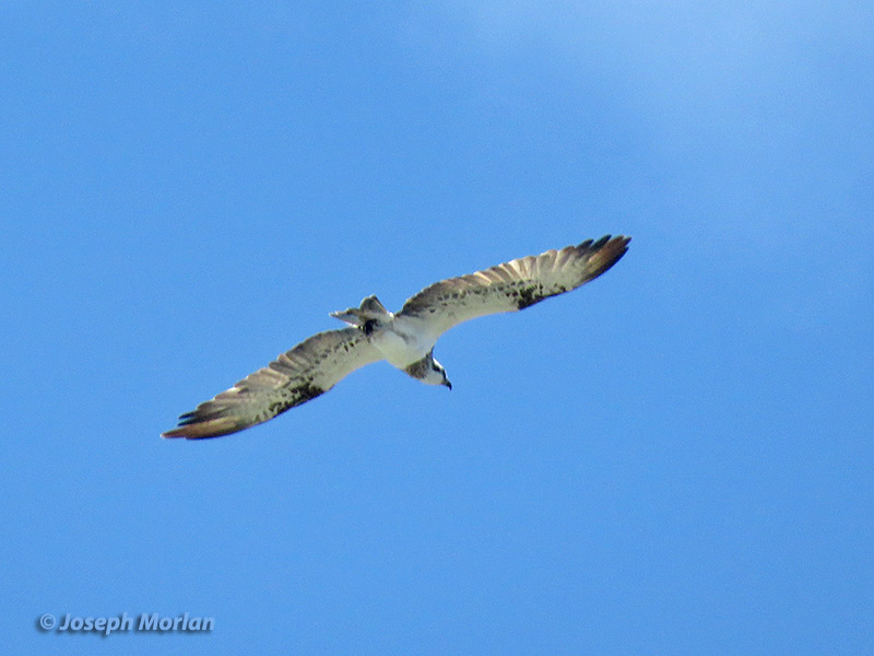Osprey (
Pandion haliaetus)