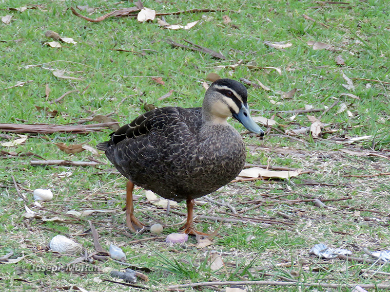 Pacific Black Duck (
Anas superciliosa)
