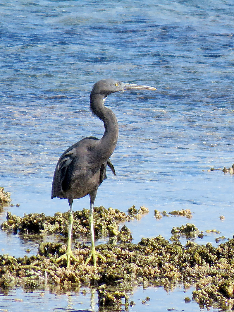 Pacific Reef-Heron (Egretta sacra albolineata) 