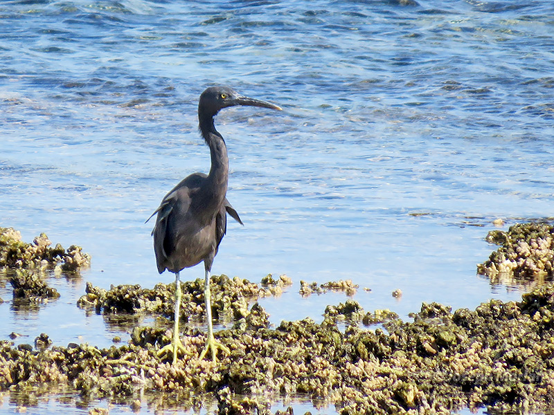 Pacific Reef-Heron (Egretta sacra albolineata) 