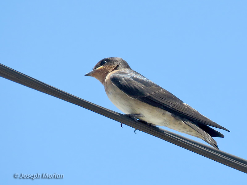 Pacific Swallow (
Hirundo tahitica) 