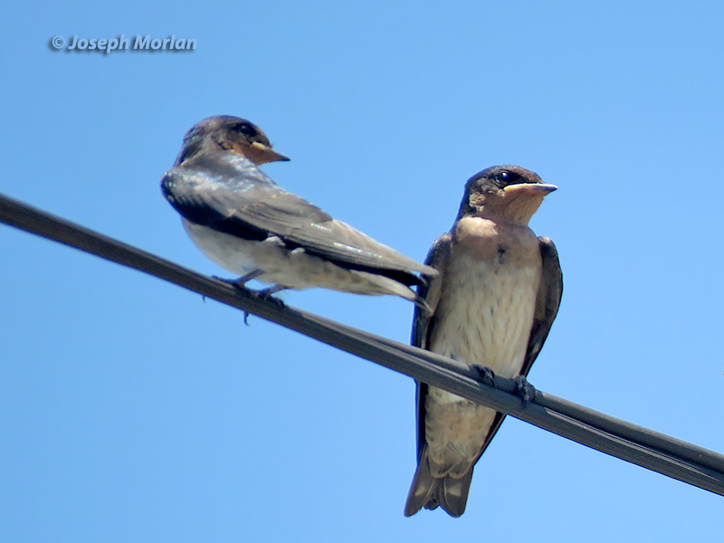 Pacific Swallow (
Hirundo tahitica) 