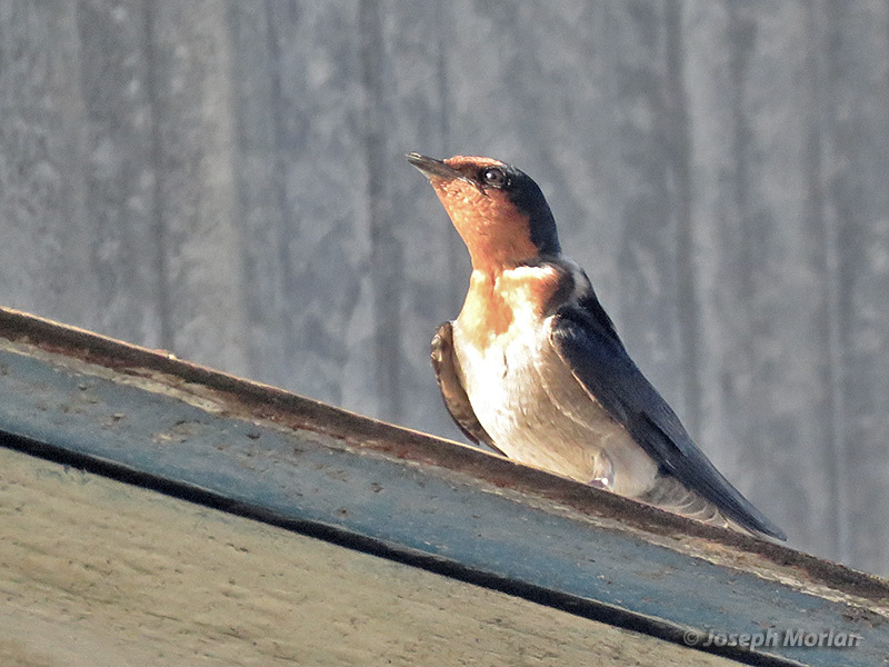 Pacific Swallow (Hirundo tahitica)
