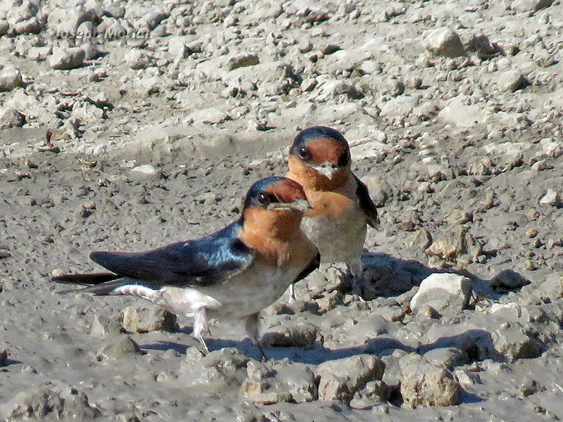 Pacific Swallow (Hirundo tahitica)