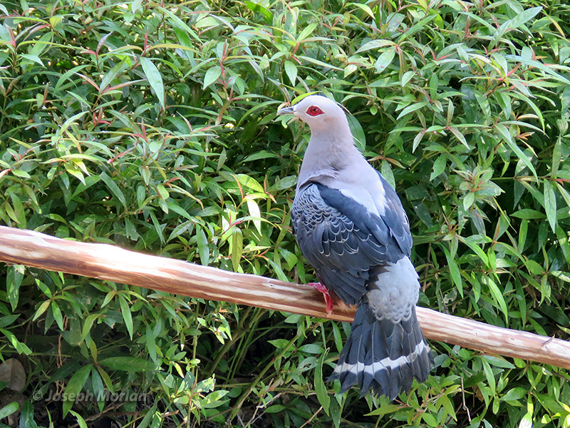 Pinon's Imperial-Pigeon (Ducula pinon

)