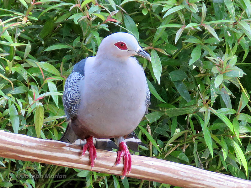 Pinon's Imperial-Pigeon (Ducula pinon

)