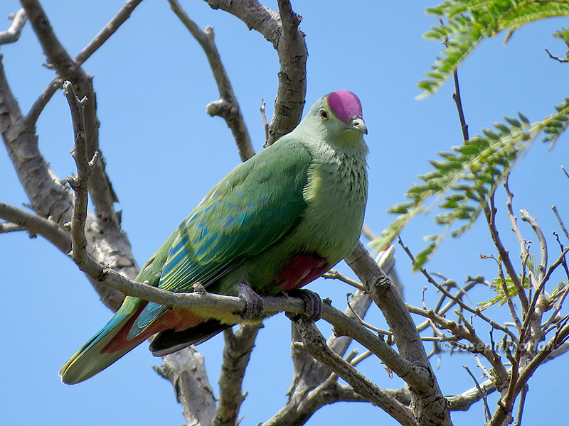 Red-bellied Fruit-Dove (Ptilinopus greyi)