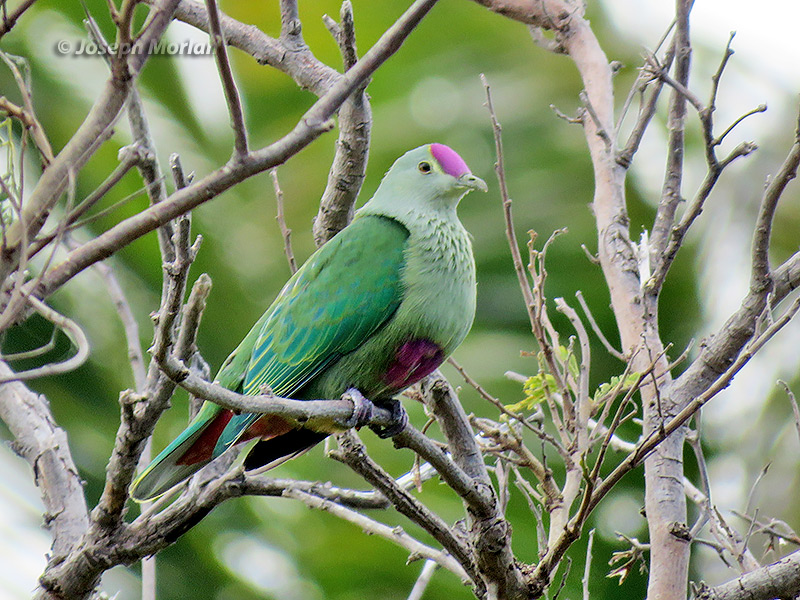 Red-bellied Fruit-Dove (Ptilinopus greyi)