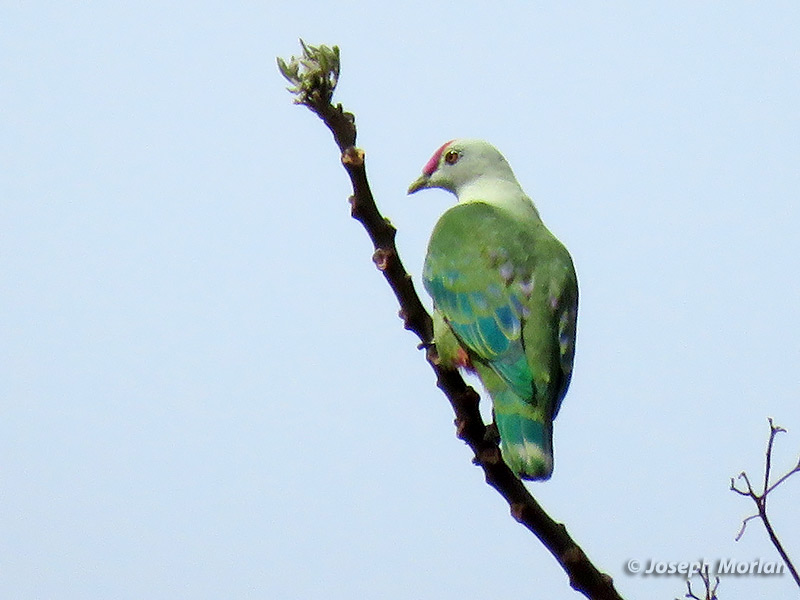 Red-bellied Fruit-Dove (Ptilinopus greyi)