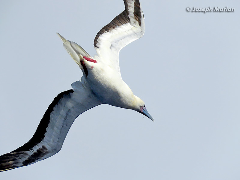 Red-footed Booby (Sula sula rubripes)