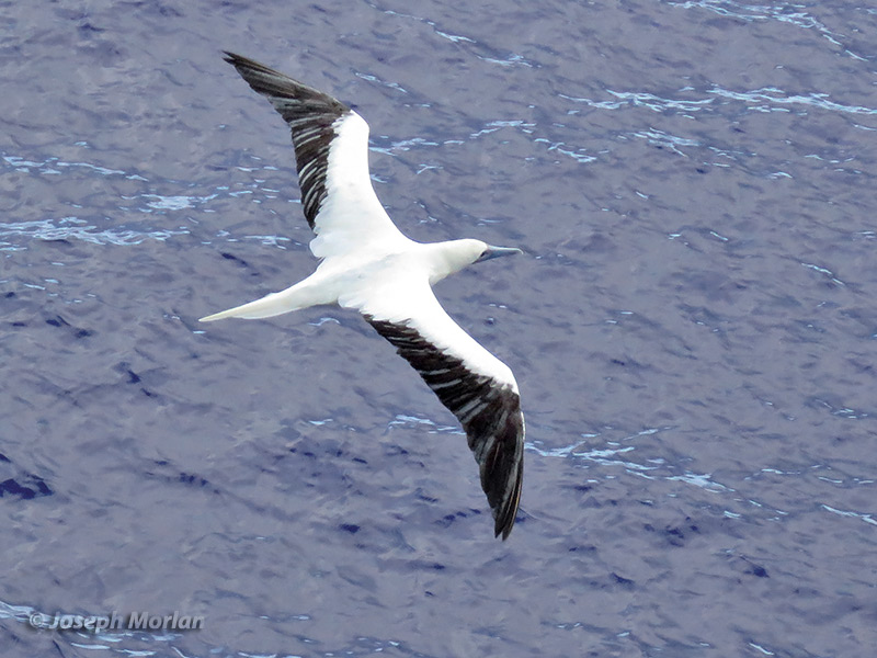 Red-footed Booby (Sula sula rubripes)