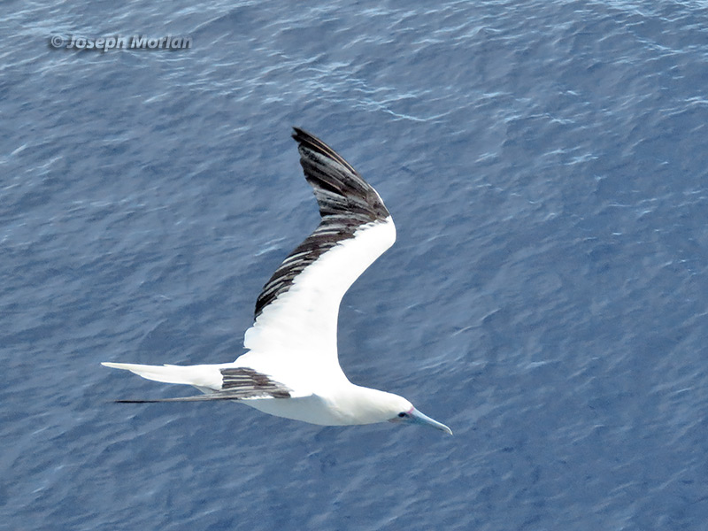 Red-footed Booby (Sula sula rubripes)