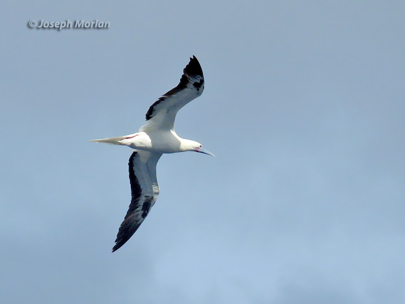 Red-footed Booby (Sula sula rubripes)